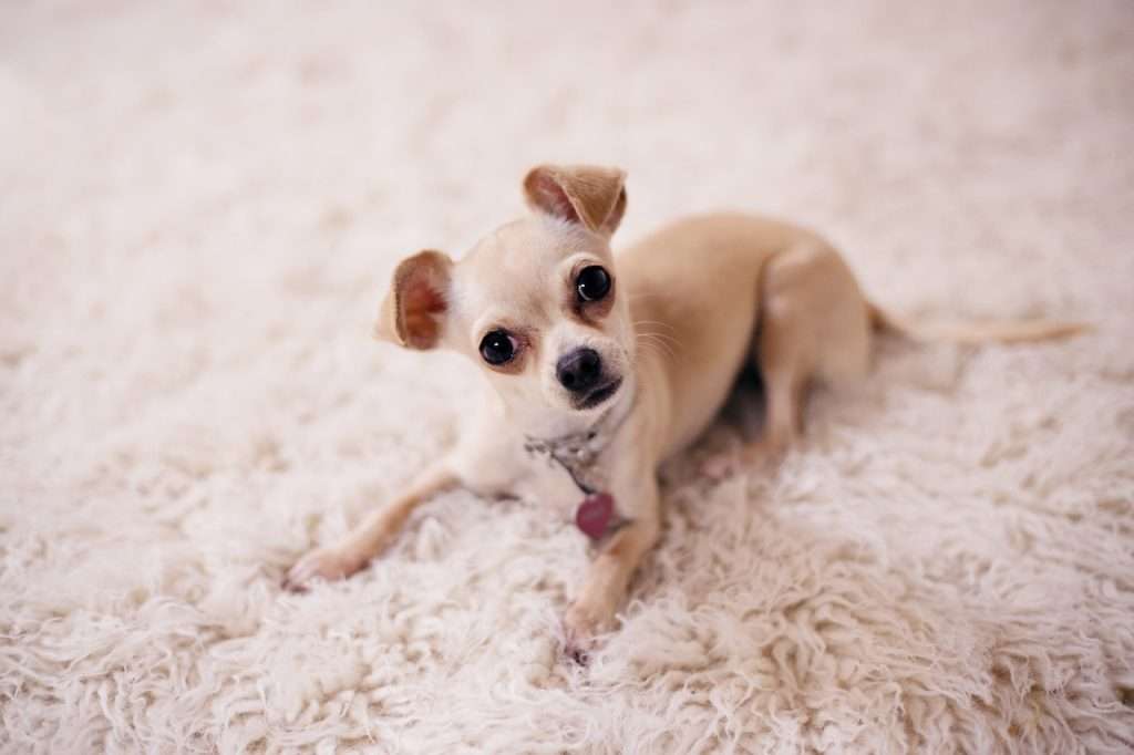 Florida House Passes ‘Pam Rock Act’ Requiring Dog Registry and $100K Liability Insurance